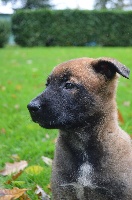 CHIOT